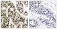 NFκB-p105/p50 (phospho Ser337) Polyclonal Antibody