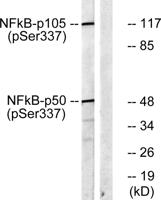 NFκB-p105/p50 (phospho Ser337) Polyclonal Antibody