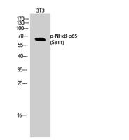 NFκB-p65 (phospho Ser311) Polyclonal Antibody