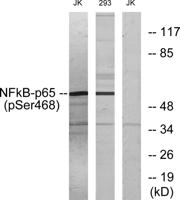 NFκB-p65 (phospho Ser468) Polyclonal Antibody