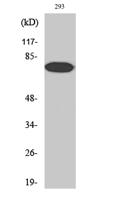 NFκB-p65 (phospho Thr254) Polyclonal Antibody