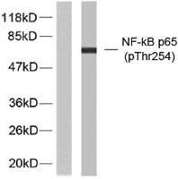 NFκB-p65 (phospho Thr254) Polyclonal Antibody