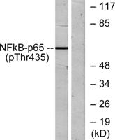 NFκB-p65 (phospho Thr435) Polyclonal Antibody