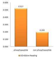 NFκB-p65 (phospho Thr505) Polyclonal Antibody