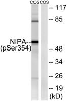 NIPA (phospho Ser354) Polyclonal Antibody