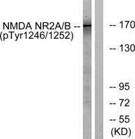 NMDAε1/2 (phospho Tyr1246/1252) Polyclonal Antibody