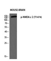 NMDAε2 (phospho Tyr1474) Polyclonal Antibody