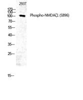 NMDAζ1 (phospho Ser896) Polyclonal Antibody