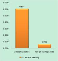 NMDAζ1 (phospho Ser896) Polyclonal Antibody