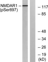 NMDAζ1 (phospho Ser897) Polyclonal Antibody