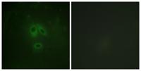 nNOS (phospho Ser852) Polyclonal Antibody