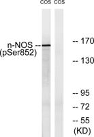 nNOS (phospho Ser852) Polyclonal Antibody