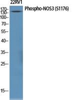 eNOS (phospho Ser1177) Polyclonal Antibody