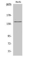 eNOS (phospho Ser1177) Polyclonal Antibody