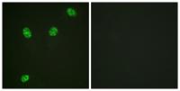 ERF (phospho Thr526) Polyclonal Antibody