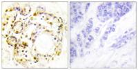 ERK 3 (phospho Ser189) Polyclonal Antibody