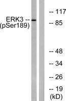 ERK 3 (phospho Ser189) Polyclonal Antibody