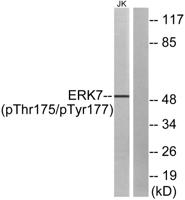 ERK 8 (phospho Thr175/Y177) Polyclonal Antibody