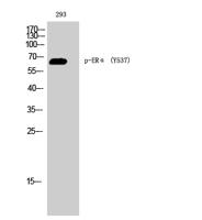 ERα (phospho Tyr537) Polyclonal Antibody