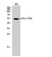 Ets-1 (phospho Thr38) Polyclonal Antibody