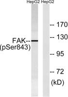 FAK (phospho Ser843) Polyclonal Antibody