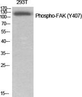 FAK (phospho Tyr407) Polyclonal Antibody