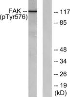 FAK (phospho Tyr576) Polyclonal Antibody