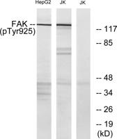 FAK (phospho Tyr925) Polyclonal Antibody