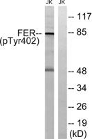 Fer (phospho Tyr402) Polyclonal Antibody