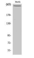 Filamin 1 (phospho Ser2152) Polyclonal Antibody