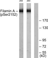 Filamin 1 (phospho Ser2152) Polyclonal Antibody