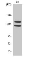 FGF Receptor 1 (phospho Tyr154) Polyclonal Antibody