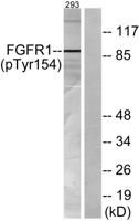 FGF Receptor 1 (phospho Tyr154) Polyclonal Antibody