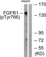 FGF Receptor 1 (phospho Tyr766) Polyclonal Antibody