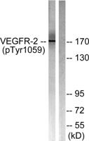 Flk-1/VEGFR2 (phospho Tyr1059) Polyclonal Antibody