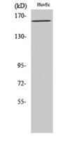 Flk-1/VEGFR2 (phospho Tyr1175) Polyclonal Antibody