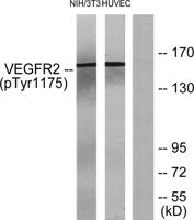 Flk-1/VEGFR2 (phospho Tyr1175) Polyclonal Antibody