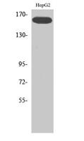 Flk-1/VEGFR2 (phospho Tyr1214) Polyclonal Antibody