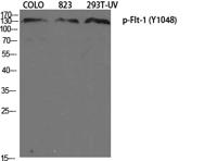 Flt-1/VEGFR1 (phospho Tyr1048) Polyclonal Antibody