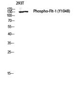 Flt-1/VEGFR1 (phospho Tyr1048) Polyclonal Antibody