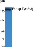 Flt-1/VEGFR1 (phospho Tyr1213) Polyclonal Antibody