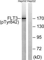 Flt-3 (phospho Tyr842) Polyclonal Antibody