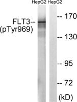 Flt-3 (phospho Tyr969) Polyclonal Antibody