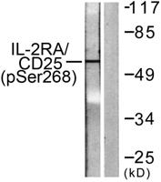 IL-2Rα (phospho Ser268) Polyclonal Antibody