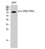 IL-2Rβ (phospho Tyr364) Polyclonal Antibody