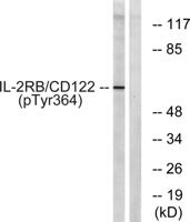 IL-2Rβ (phospho Tyr364) Polyclonal Antibody