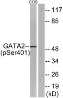 GATA-2 (phospho Ser401) Polyclonal Antibody