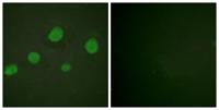 GATA-3 (phospho Ser308) Polyclonal Antibody