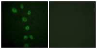 GATA-4 (phospho Ser105) Polyclonal Antibody