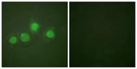 GATA-4 (phospho Ser262) Polyclonal Antibody